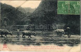 1909 Yunnan, Buffles au labour pres des Rives du Nam-Thi / Buffaloes plowing near the Banks of the Nam Thi (Nanxi River), Chinese folklore. TCV card (crease)