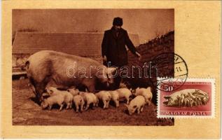 1951 Koca a malacaival, magyar mezőgazdasági propaganda. Képzőművészeti Alap Kiadóvállalat / Hungarian agricultural propaganda, sow pig with her piglets