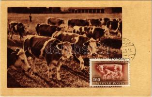 1951 Tehéncsorda, szarvasmarhák, magyar mezőgazdasági propaganda. Képzőművészeti Alap Kiadóvállalat / Hungarian agricultural propaganda, cattle, cows