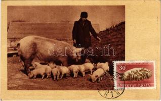 1963 Koca a malacaival, magyar mezőgazdasági propaganda. Képzőművészeti Alap Kiadóvállalat / Hungarian agricultural propaganda, sow pig with her piglets