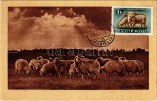 1951 Juhnyáj, magyar mezőgazdasági propaganda. Képzőművészeti Alap Kiadóvállalat / Hungarian agricultural propaganda, flock of sheep