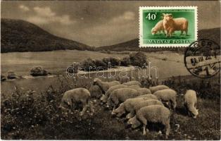 1960 Juhnyáj, magyar mezőgazdasági propaganda. Képzőművészeti Alap Kiadóvállalat / Hungarian agricultural propaganda, flock of sheep