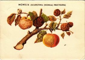 1950 Monília, a gyümölcsfák legnagyobb kártokozó penészgomba betegsége / Hungarian agricultural propaganda, Monilinia fungi, the most damaging disease of fruit trees (EK)