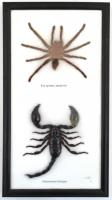 Preparált pók és skorpió, üvegezett keretben, 35×18 cm