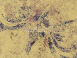 1995 Leisztner Piroska (1938-): Nőszirom. Monotípia, papír, jelzett (hátoldalán is), üvegezett fa ke...