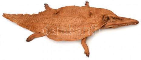 Régi. kikészített krokodilbőr 110 cm