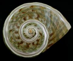 Tengeri kagyló, jó állapotban. m: 14 cm