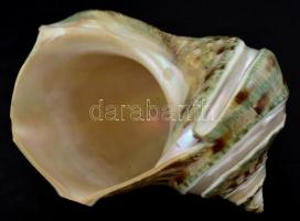 Tengeri kagyló, jó állapotban. m: 14 cm