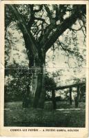 1940 Koltó, Coltau; Cornul lui Petőfi / A Petőfi somfa / dogwood tree (Cornus) + Tábori Postahivatal 20 (fa)