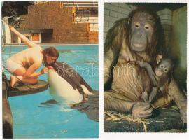 10 db MODERN motívum képeslap: állatok / 10 modern motive postcards: animal