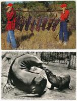 10 db MODERN motívum képeslap: állatok / 10 modern motive postcards: animal