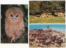 10 db MODERN motívum képeslap: állatok / 10 modern motive postcards: animal