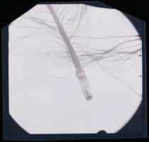 cca 1933 Kinszki Imre (1901-1945) budapesti fotóművész hagyatékából, vintage NEGATÍV (Kanári tollacs...