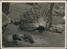 cca 1934 Kinszki Imre (1901-1945) budapesti fotóművész hagyatékából, pecséttel jelzett vintage fotó (Együttélés), 13x17,8 cm