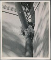 cca 1932 Kinszki Imre (1901-1945) budapesti fotóművész hagyatékából, pecséttel jelzett vintage fotó (Fészek), 14,1x11,9 cm