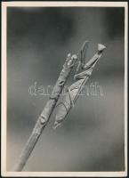 cca 1933 Kinszki Imre (1901-1945) budapesti fotóművész hagyatékából, a szerző által feliratozott, pecséttel jelzett vintage fotó (Imádkozó szöcske), 18x13 cm
