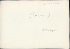 cca 1931 Kinszki Imre (1901-1945) budapesti fotóművész hagyatékából, a szerző által feliratozott, pe...