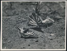 cca 1934 Kinszki Imre (1901-1945) budapesti fotóművész hagyatékából, a szerző által feliratozott, pecséttel jelzett vintage fotó (Feketefarkú pillangó és ...), 11,6x15,2 cm
