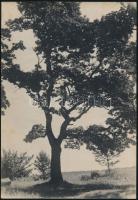 cca 1938 Matheisel József (1908-1961) rozsnyóbányai fotóművész hagyatékából 3 db vintage fotó, az eg...