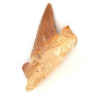 Állati fog fosszília 4 cm