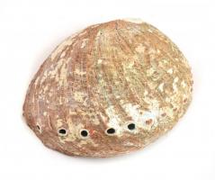 Színjátszós kagyló 17x14 cm