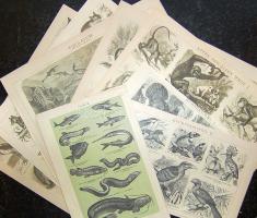 XX. század eleje: 35 db érdekes metszet és nyomat: élővilág: rovarok, madarak, halak