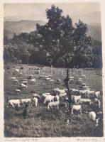 1933 Orphanidesz János (1876-1939): Legelésző marhák, aláírt, művészfólián keresztül fényképezett fotóművészeti alkotás, a papír szélei kissé foltosak, egyik sarkán kis hiány, de a lényegi részt nem érintik, 22,5×16,5 cm
