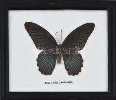 Preparált The great mormon pillangó üvegezett fa keretben, feliratozva, 12×14,5 cm