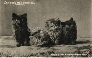 1904 Four little cats from play. Landors Cat Studies. Raphael Tuck & Sons Art Series 364. (EK)