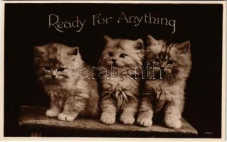 Ready for anything. Cats. Valentines Postcard 5732.