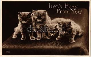 Lets hear from you! Cats. Valentines Postcard 5733.