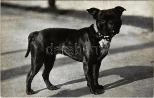 1915 Budapest XIV. Székesfővárosi Állatkert, Hasszán az igazgató buldogg kutyája