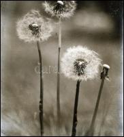 cca 1930 Kinszki Imre (1901-1945) budapesti fotóművész hagyatékából, vintage NEGATÍV (gyermekláncfű)...