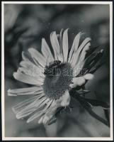 1933 Kinszki Imre (1901-1945) budapesti fotóművész hagyatékából, pecséttel jelzett, a szerző által feliratozott, vintage fotó (Méhecske az őszirózsa virágján), 14,9x11,8 cm