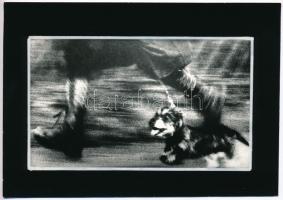 cca 1979 Fodor Ferenc (?-?) soproni fotóművész pecséttel jelzett, vintage fotóművészeti alkotása, 12,5x18 cm