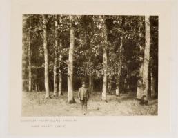 Fekete Lajos és Blattny Tibor: Az erdészeti jelentőségű fák és cserjék elterjedése a Magyar Állam te...