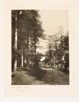 Fekete Lajos és Blattny Tibor: Az erdészeti jelentőségű fák és cserjék elterjedése a Magyar Állam te...