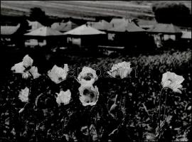 1980 Gebhardt György (1910-1993) budapesti fotóművész hagyatékából, a szerző által feliratozott, vintage fotóművészeti alkotás (Falu mákvirágokkal), 29,5x39,5 cm