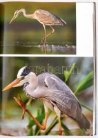 Molnár Márton, Jakab Tibor: Kincsem-tó. A hatvani cukorgyári tavak madárvilága. Hatvan, 2020, Öko-Pl...