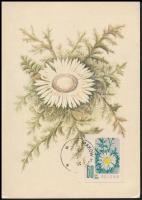 Poland 1964, Lengyelország 1964