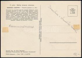 Lengyelország 1963 Poland 1963