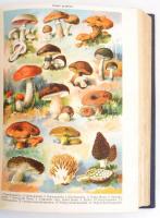 Báró dr. Kétly László: A család egészsége. Népszerű orvosi tájékoztató és tanácsadó. Bp., é.n. (1928...