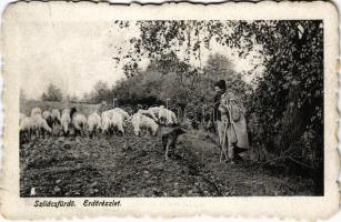 Szliács, Sliac; Erdő részlet, pásztor kutyával és nyájjal. Molnár M. kiadása / forest, shepherd with dog and flock