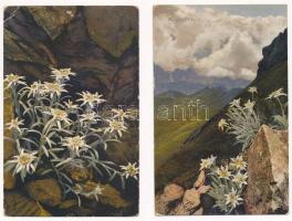 10 db RÉGI motívum képeslap: virág (havasi gyopár) / 10 pre-1945 motive postcards: edelweiss flower