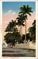 Santos, Palmeiras do Itororo / palm trees. No. 142.