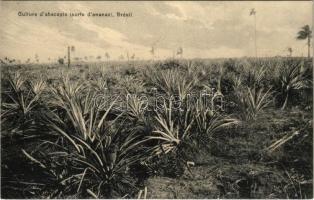 Brésil, Culture dabacaxis (sorte dananas) / Brazilian folklore, pineapple plantation, farm. A. Zoller editeur