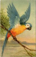 Parrot. 326/2. s: A. Wagner (EK)
