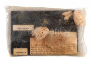 4 db 5-15 milló éves ősmaradvány (Melanopsis, Lithothamnium, Ostrea, Piranella) a fertőrákosi kőfejtőből, meghatározta Dr. Kókay József geológus, feliratozott, eredeti csomagolásban