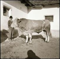 cca 1937 Thöresz Dezső (1902-1963) békéscsabai gyógyszerész és fotóművész hagyatékából  vintage NEGATÍV (Bika az istállóban), 6x6 cm