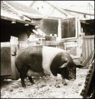 cca 1960-as években készült, 13 db vintage NEGATÍV különféle témákról (ravatal, járművek, építkezés,...